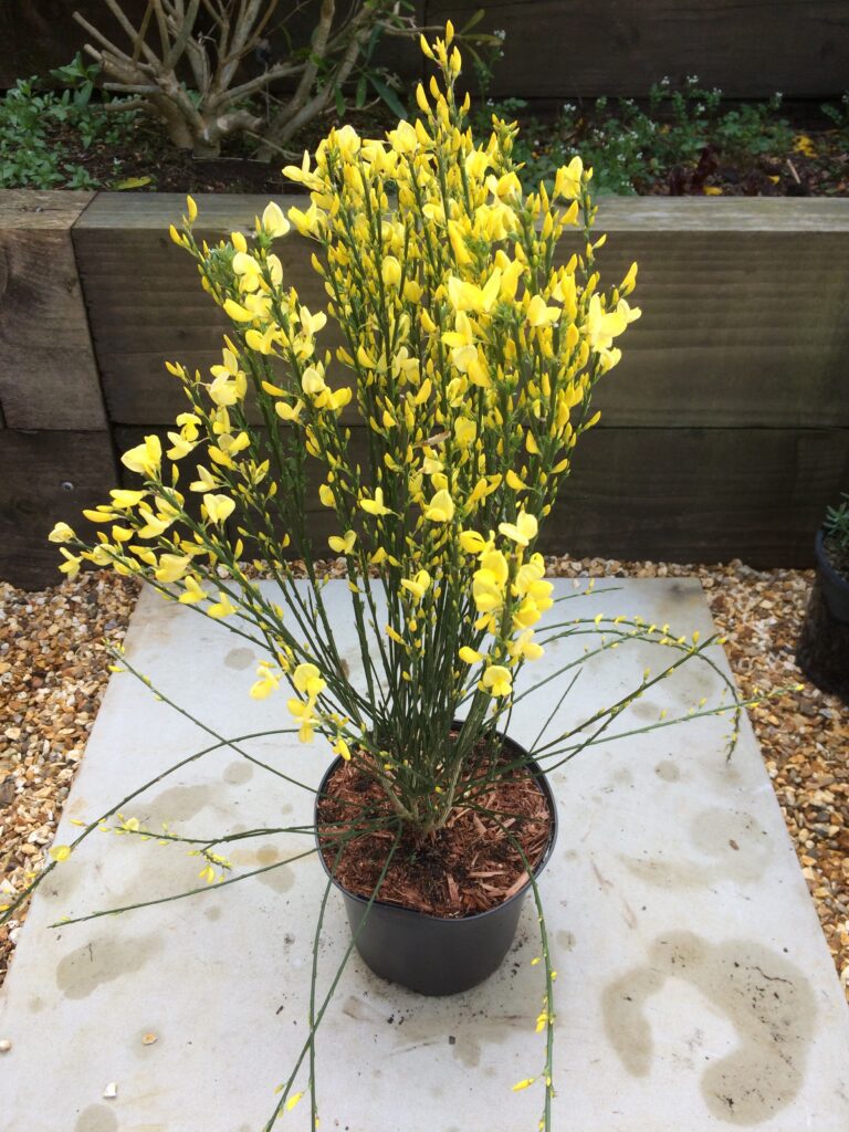 Cytisus x praecox ‘Allgold’ 3L 5023242375922 2