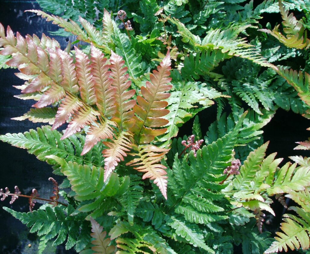 Dryopteris erythrosora 2L 5023242334622