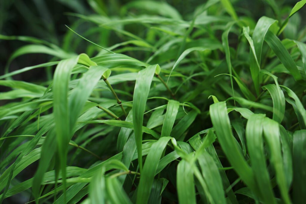 Hakonechloa macra 2L 5023242377285 2