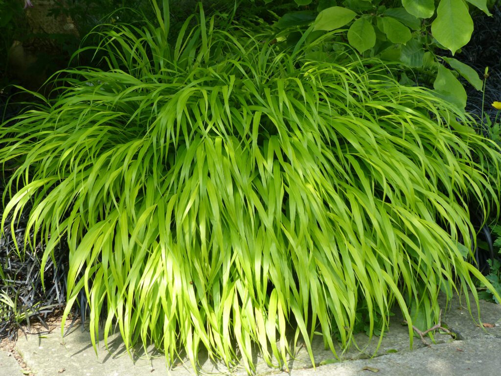 Hakonechloa macra 2L 5023242377285 2