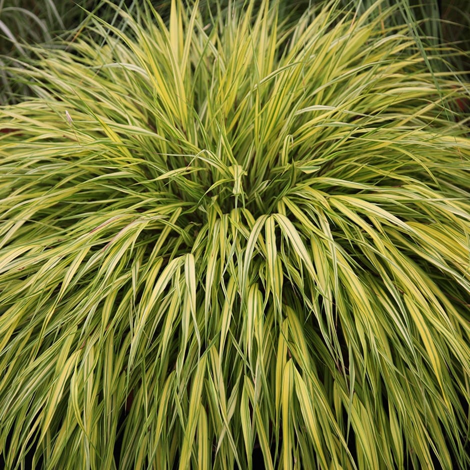 Hakonechloa macra ‘Alboaurea’ 2L 5023242207476