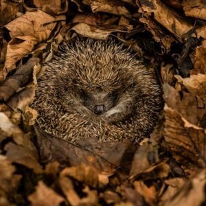 hudgehog wildlife garden