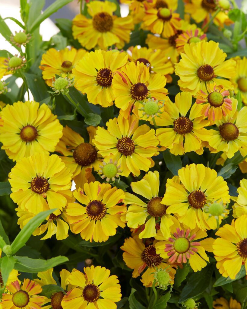 Helenium ‘Okra Sundae’ 2L 5023242370095