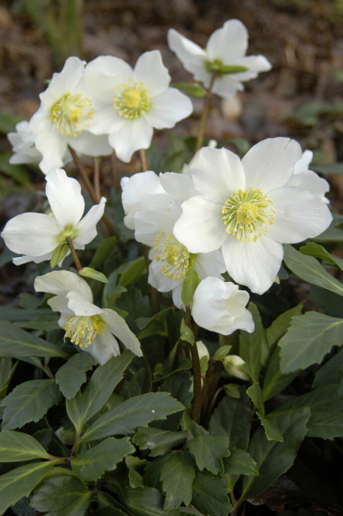 Helleborus niger ‘Joel’ 2L 5023242336251 2