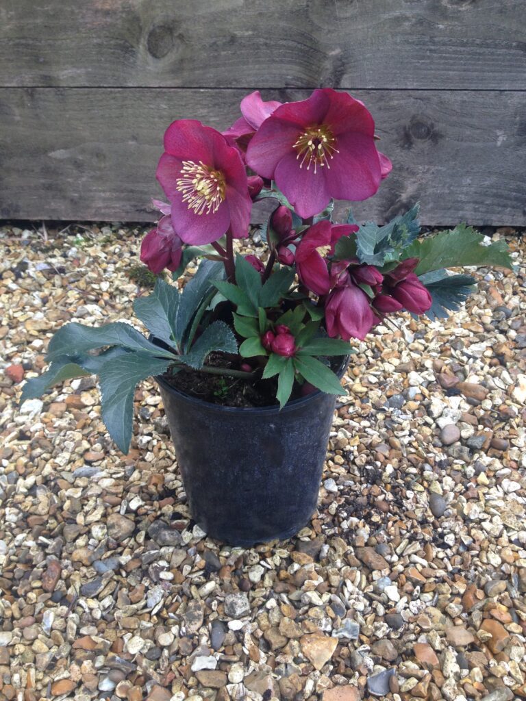 Helleborus ‘Ice N Roses Red’ 3L 5023242360294 2