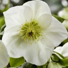 Helleborus ‘Ice N Roses White’ 3L