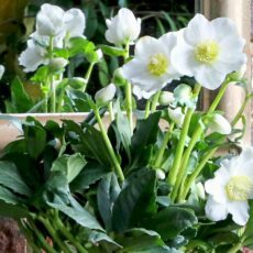 Helleborus niger ‘Wintergold’ 2L