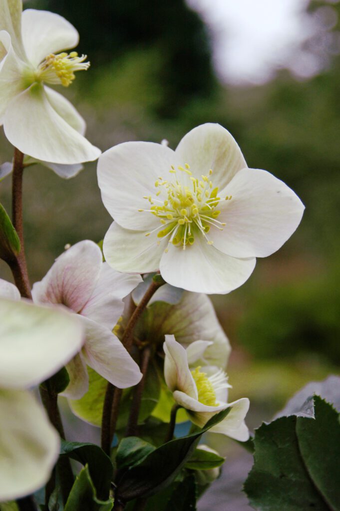 Helleborus x ericsmithii ‘Shooting Star’ 3L 5023242336541 2