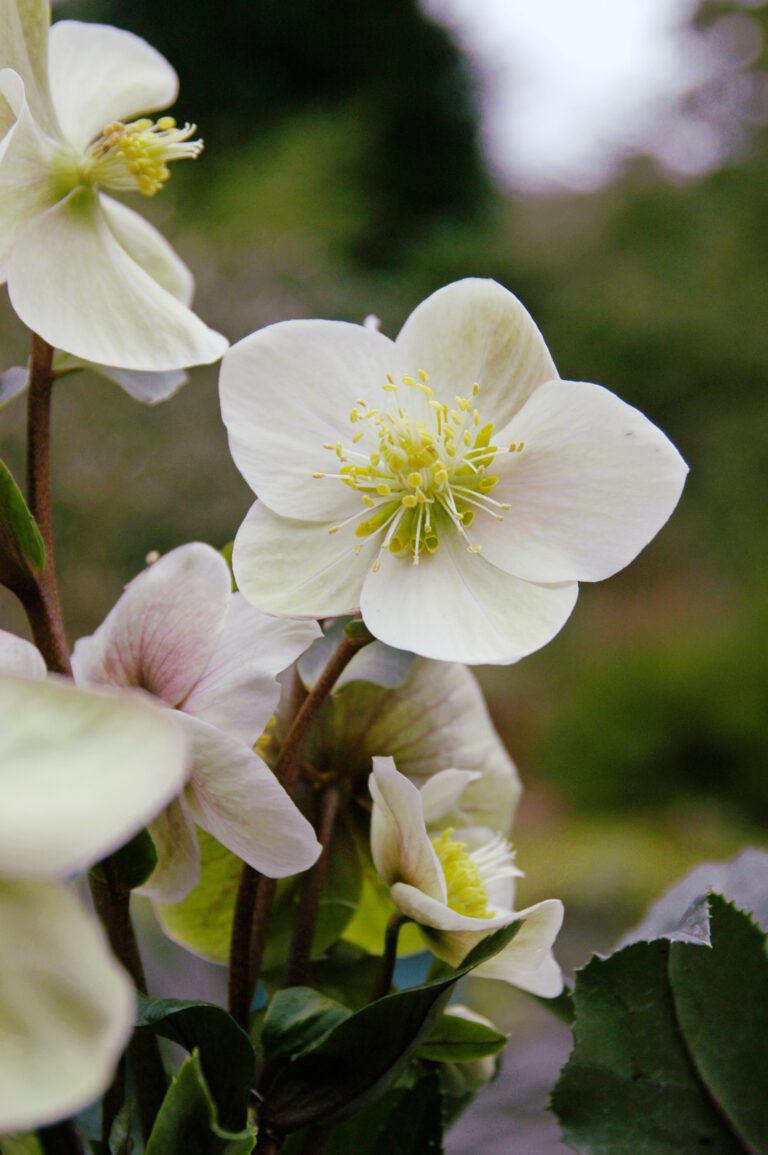 Helleborus Gold Collection® | Plant Profile