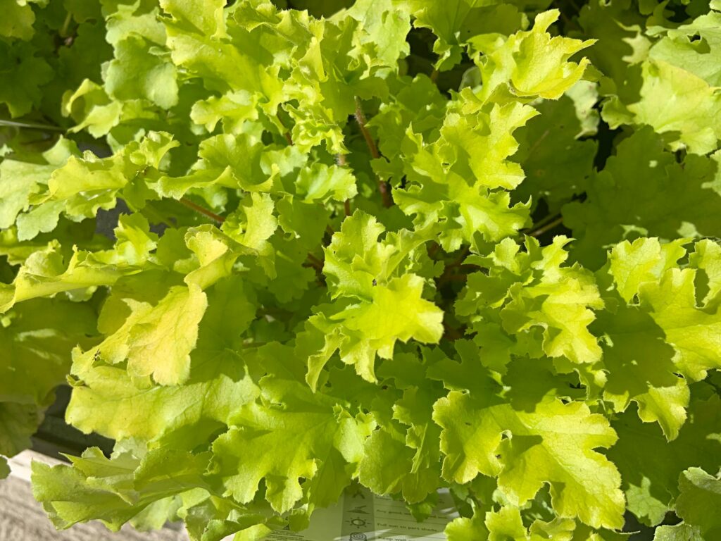 Heuchera ‘Lime Marmalade’ 2L 5023242326702
