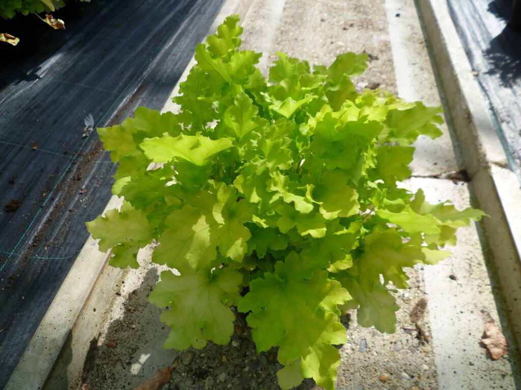 Heuchera ‘Lime Marmalade’ 2L 5023242326702