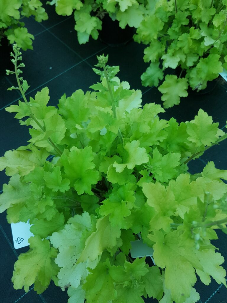 Heuchera ‘Lime Marmalade’ 2L 5023242326702