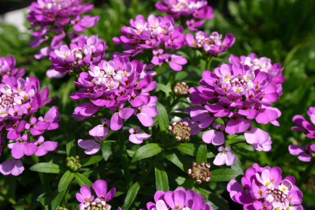 Iberis ‘Absolutely Amethyst’ 2L 5023242330853