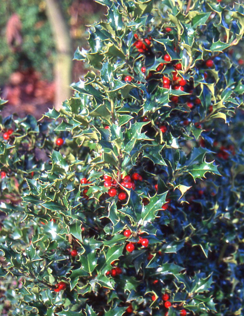 Ilex aquifolium ‘Alaska’ 3L 5023242318257 2
