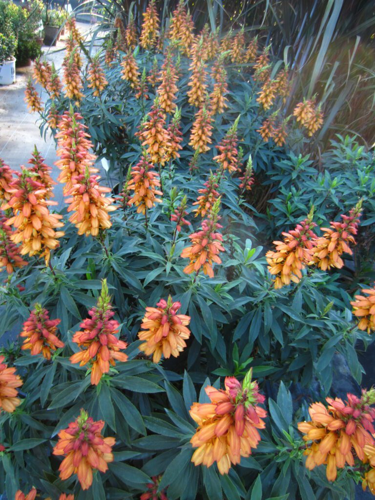 Isoplexis ‘Bella’ 3L 5023242371023
