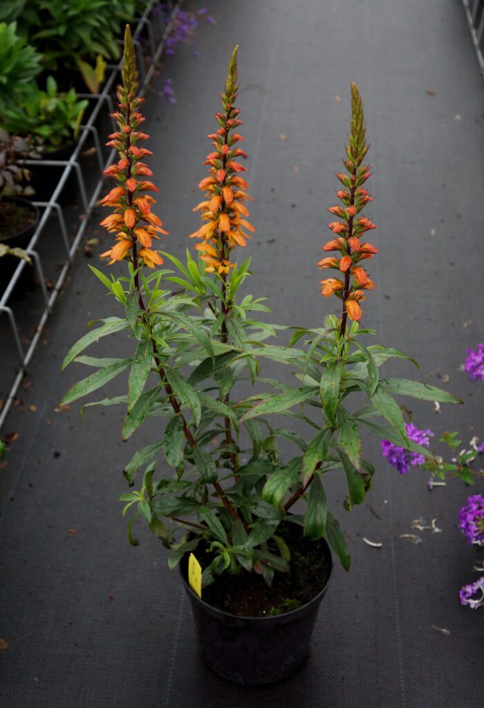 Isoplexis ‘Bella’ 3L 5023242371023