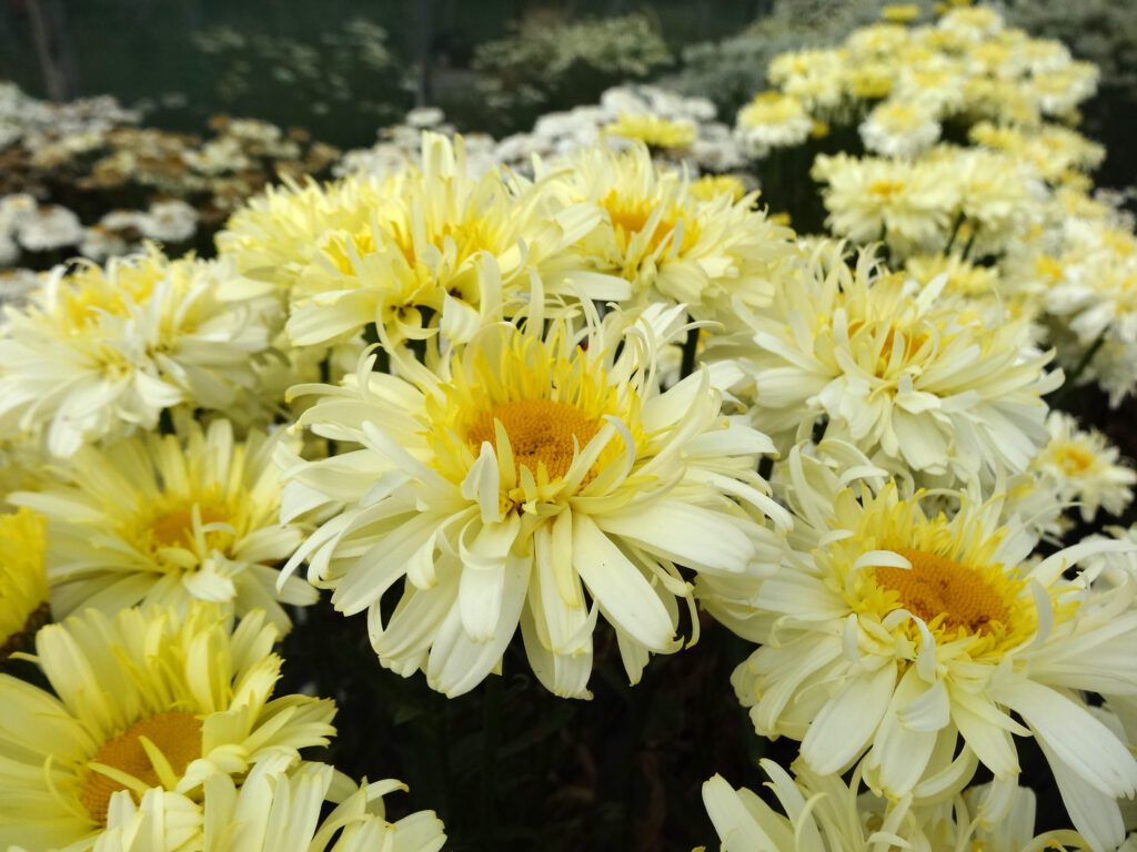 Leucanthemum x superbum ‘Real Charmer’ 3L 5023242356945