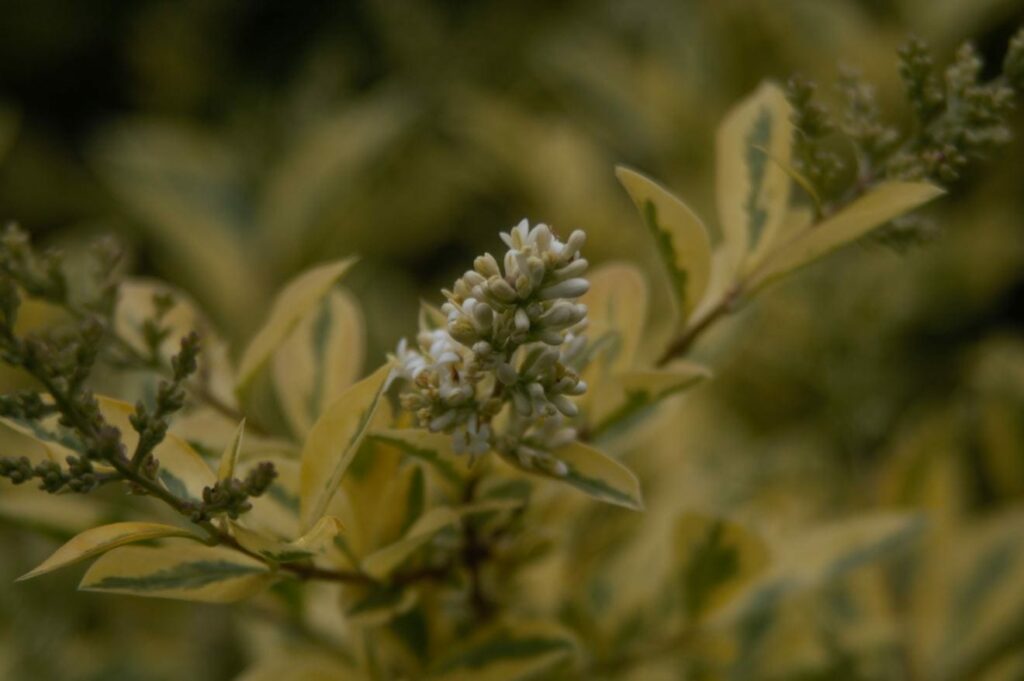 Ligustrum ovalifolium ‘Aureum’ 2L 5023242172286 2