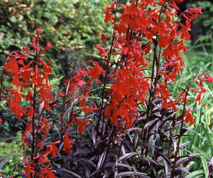 Lobelia cardinalis ‘Queen Victoria’ 3L 5023242073392