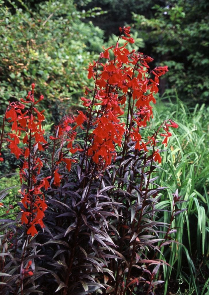 Lobelia cardinalis ‘Queen Victoria’ 3L 5023242073392