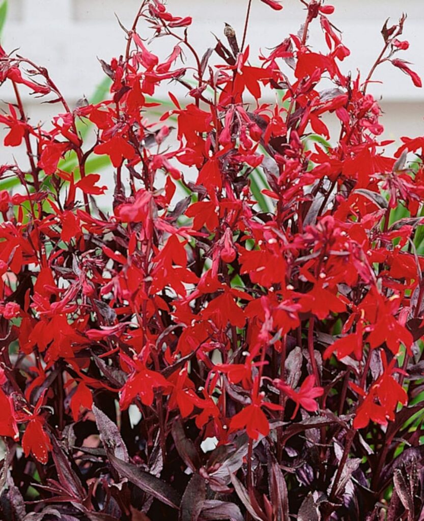 Lobelia cardinalis ‘Queen Victoria’ 3L 5023242073392