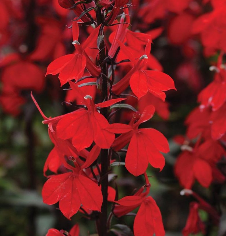 Lobelia x speciosa ‘Starship Deep Scarlet’ 3L 5023242367040