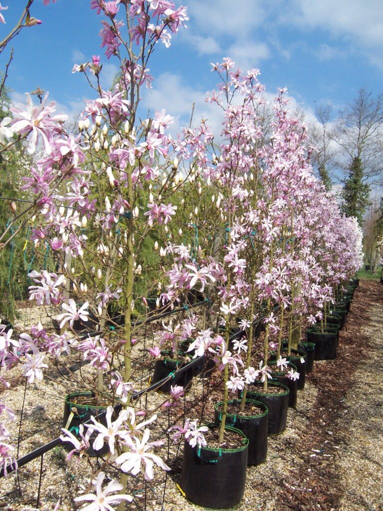 Magnolia loebneri ‘Leonard Messel’ 5L 5023242274713 2