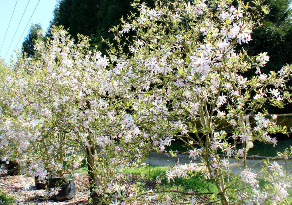 Magnolia loebneri ‘Leonard Messel’ 5L 5023242274713 2