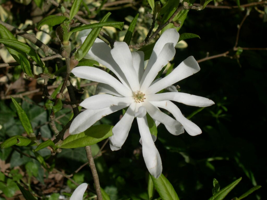 Magnolia stellata 5L 5023242366159 2