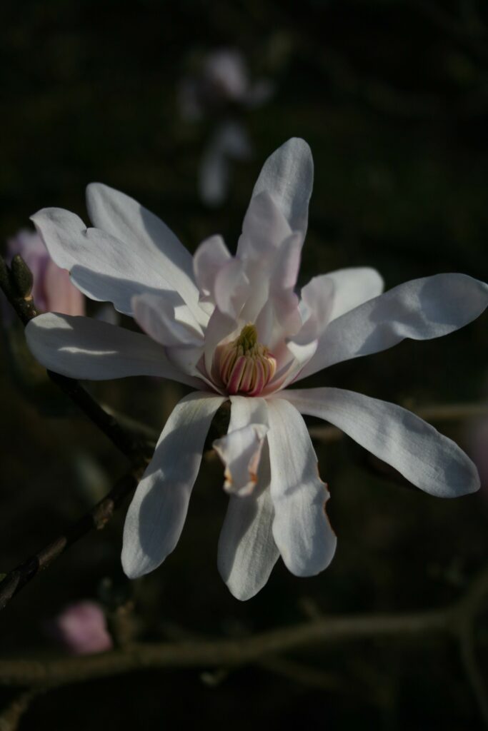 Magnolia stellata 5L 5023242366159 2