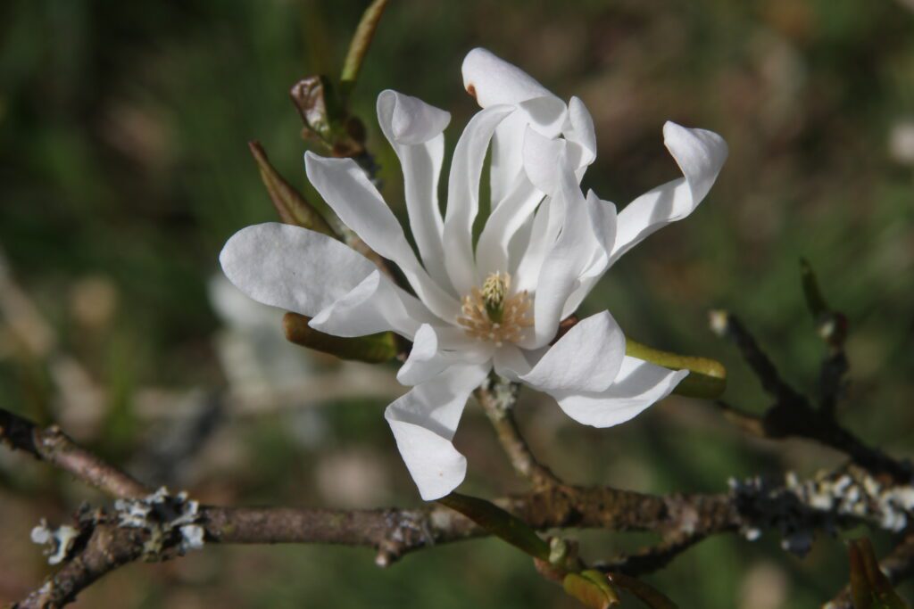 Magnolia stellata 5L 5023242366159 2