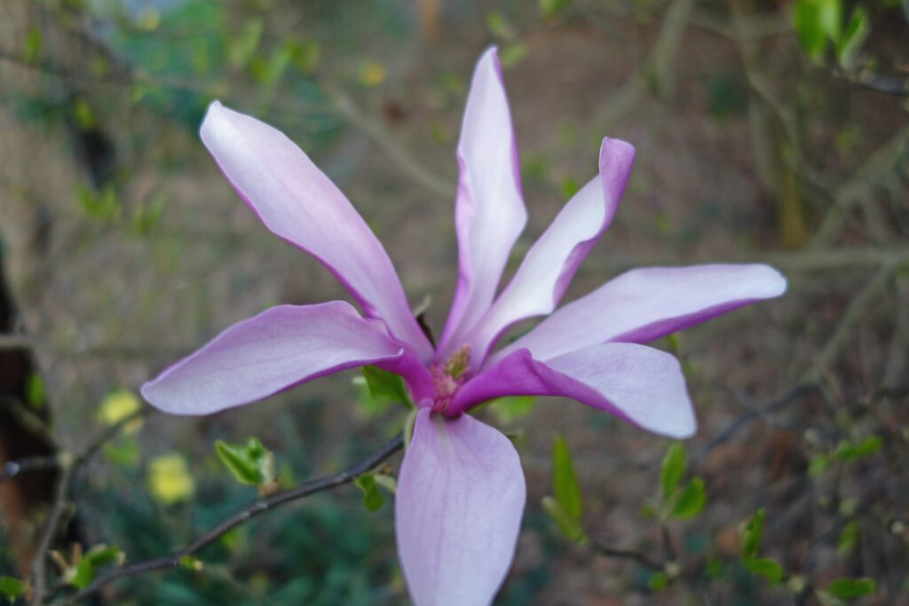 Magnolia ‘Susan’ 5L 5023242331515 2
