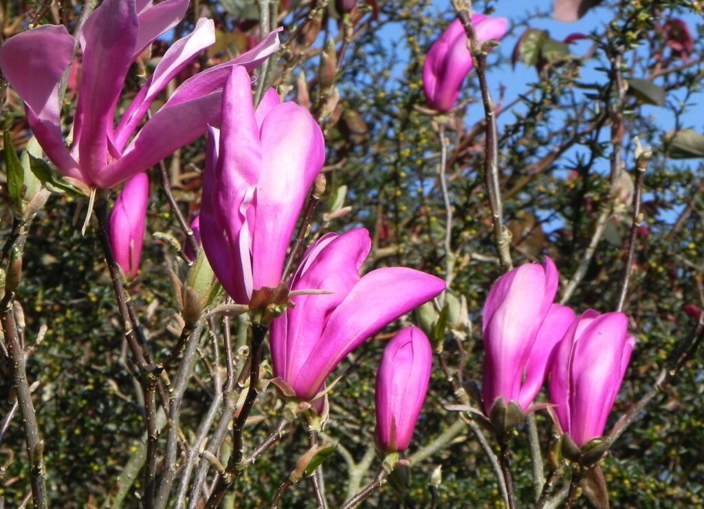Magnolia ‘Susan’ 5L 5023242331515 2