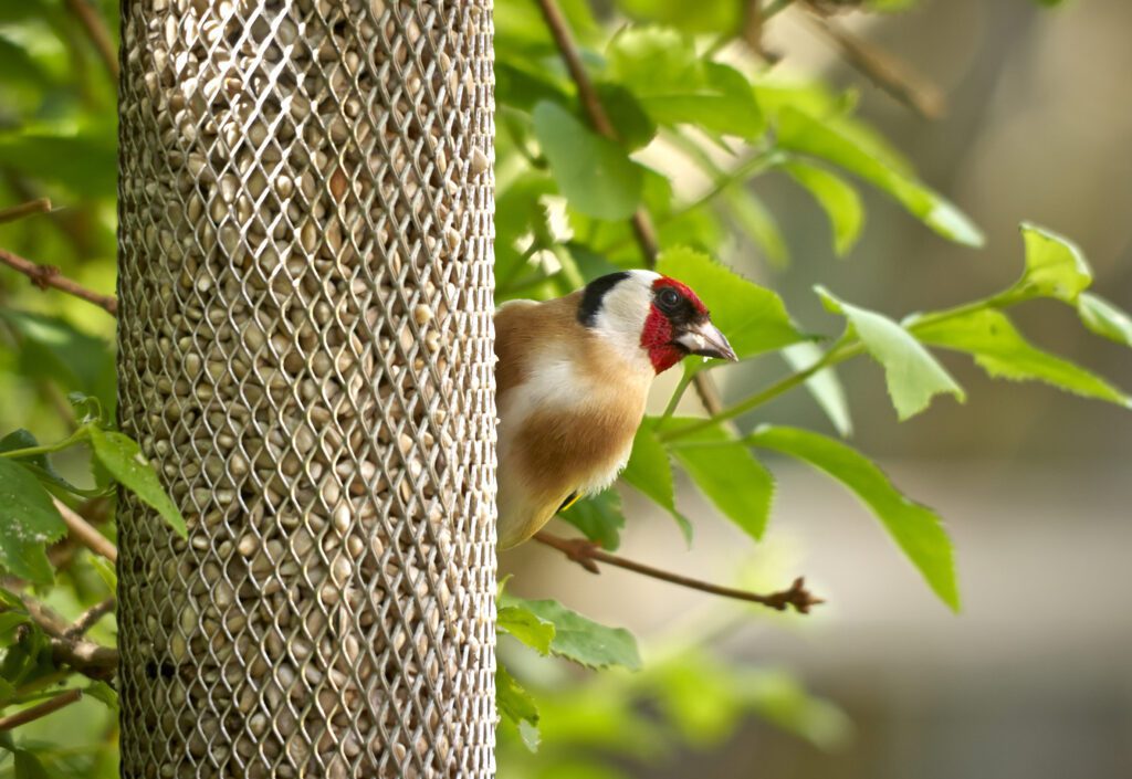 Peckish All Weather Sunflower Heart Feeder 5060235441073