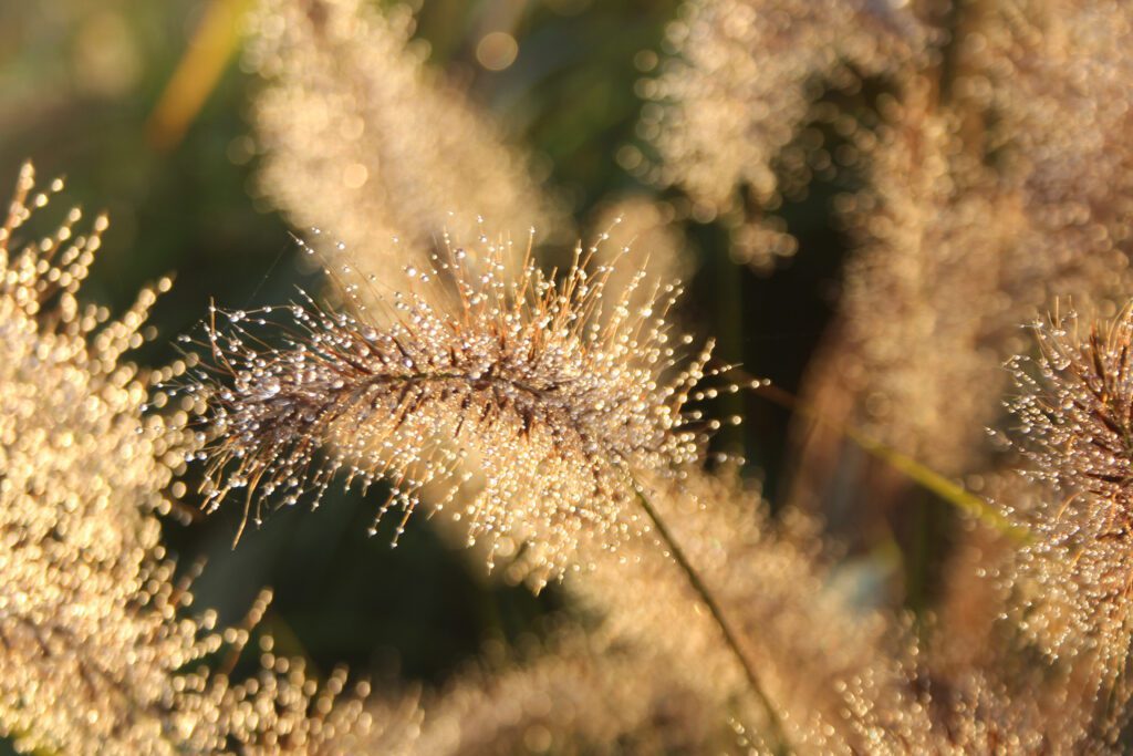 Pennisetum alopecuroides ‘Hameln’ 3L 5023242334691