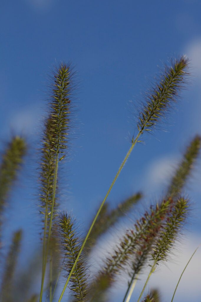 Pennisetum alopecuroides ‘Hameln’ 3L 5023242334691
