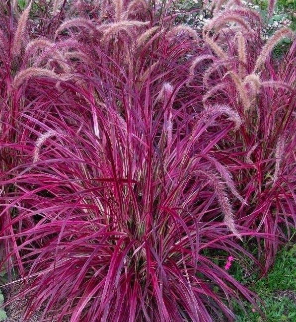 Pennisetum setaceum ‘Fireworks’ 3L 5023242365657