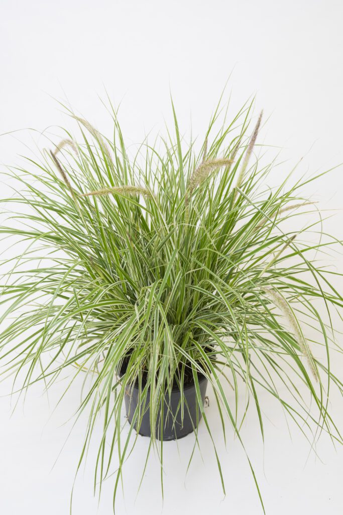 Pennisetum setaceum ‘Skyrocket’ 3L 5023242378060