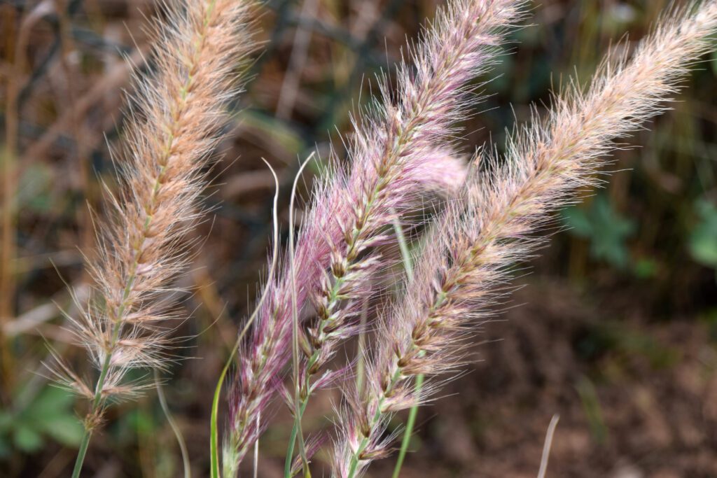 Pennisetum setaceum ‘Skyrocket’ 3L 5023242378060