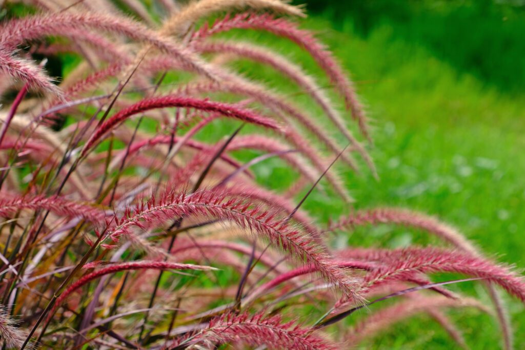 Pennisetum setaceum ‘Summer Samba’ 3L 5023242377292