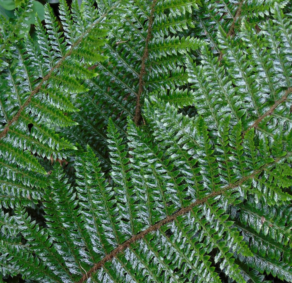 Polystichum polyblepharum 2L 5023242343761 2