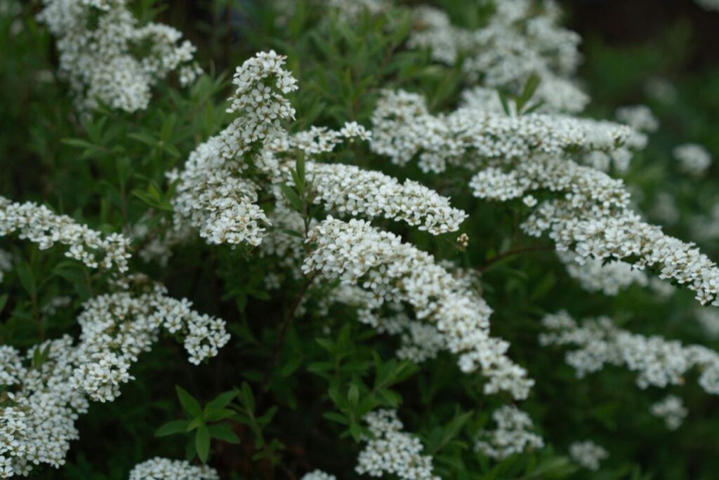 Spiraea Arguta 3L 5023242182728 2