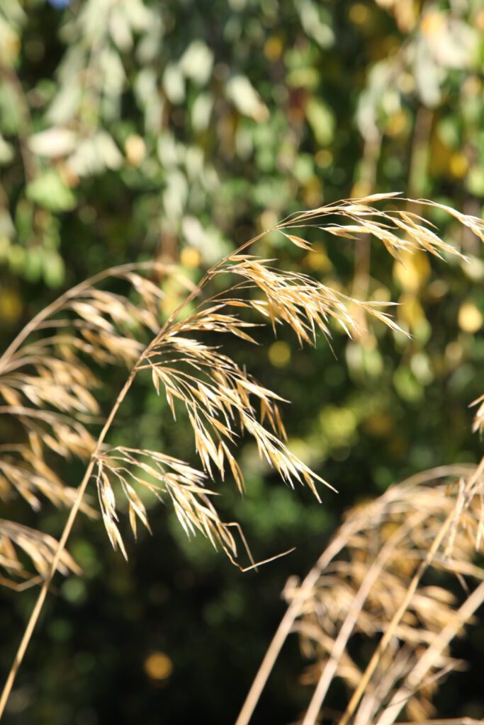 Stipa gigantea 3L 5023242142159