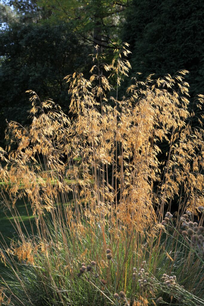 Stipa gigantea 3L 5023242142159