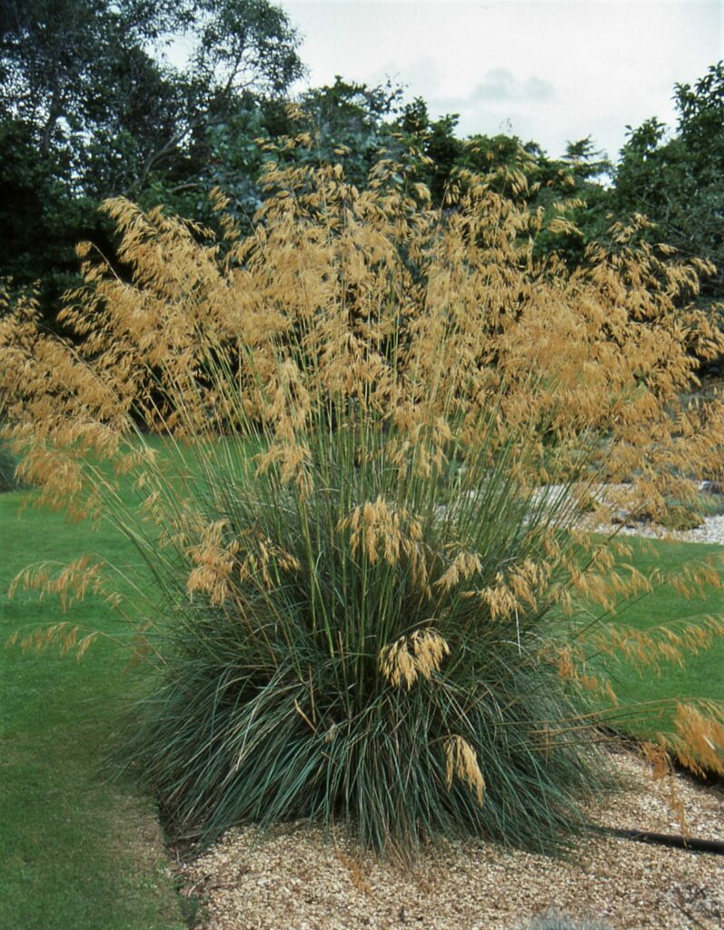 Stipa gigantea 3L 5023242142159