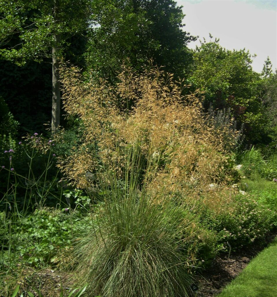 Stipa gigantea 3L 5023242142159