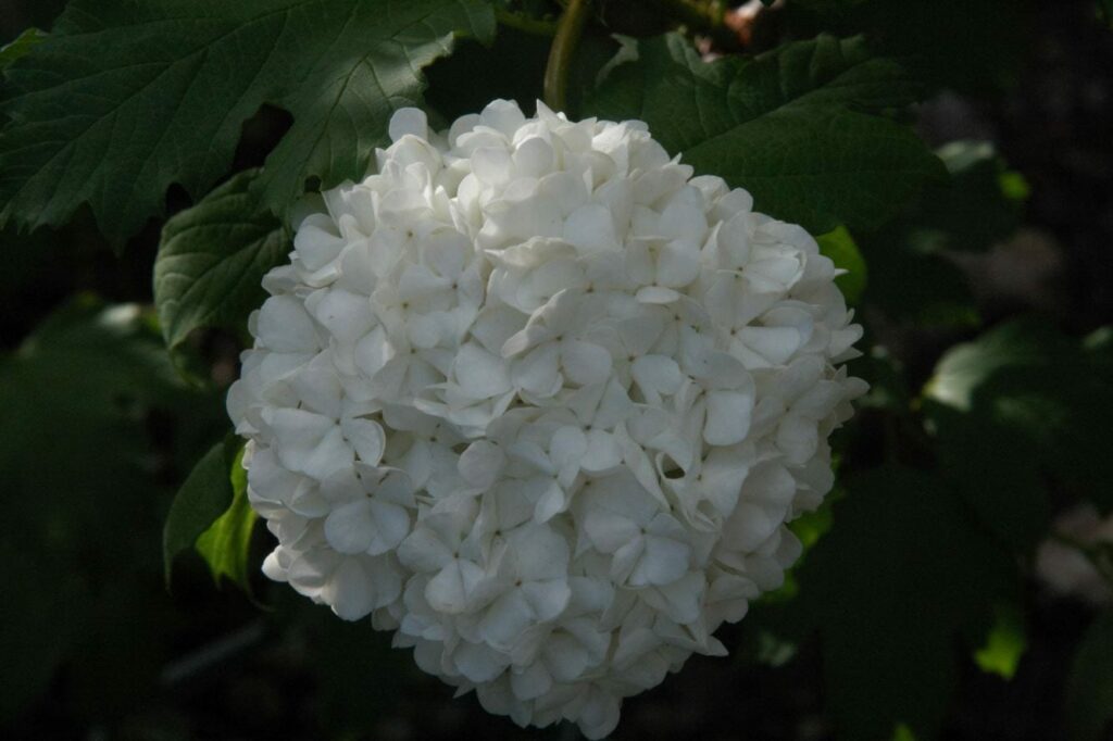Viburnum opulus ‘Roseum’ 3L 5023242372525 2
