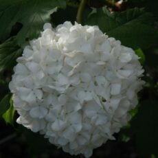 Viburnum opulus ‘Roseum’ 3L