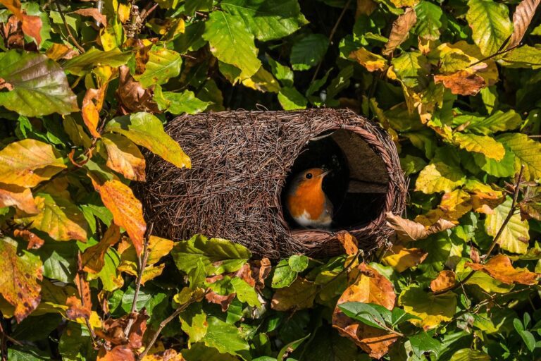 Introducing Wildlife World