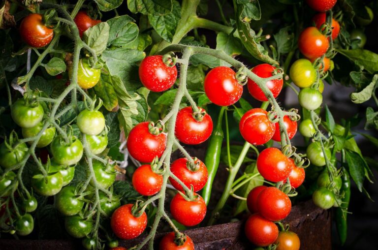 How to Grow Tomatoes